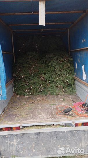 Пихтовая лапка