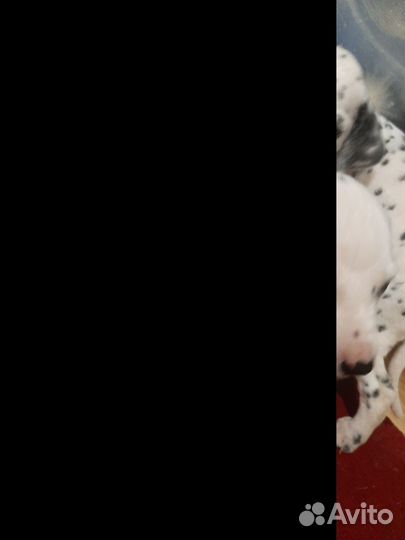 Щенки далматина