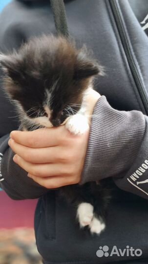 Котята в добрые руки бесплатно