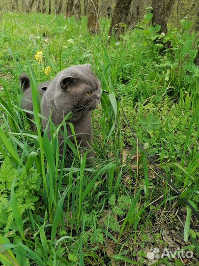 Британский кот для вязки