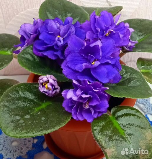 Фиалки сортовые (листовой черенок)