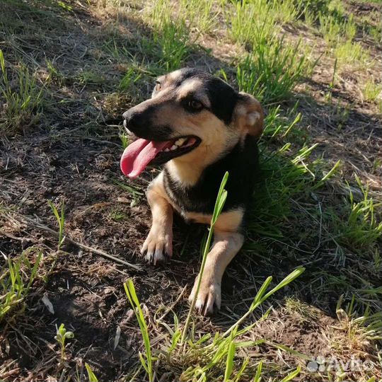 Маленькая собака