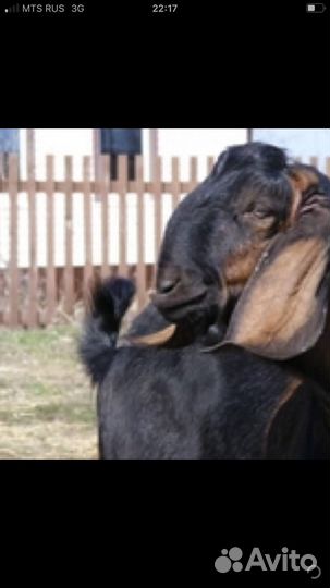 С/х животные