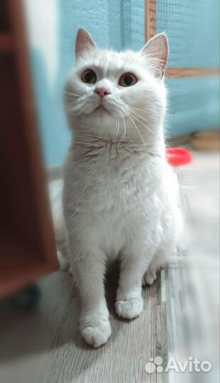 Шотландская кошечка