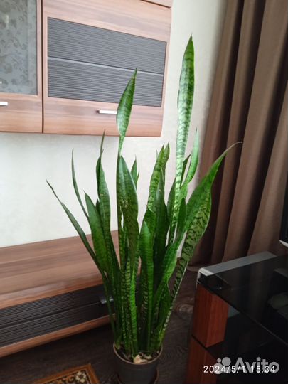 Сансевиерия