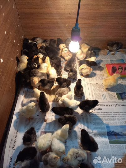 Цыплята породы брама