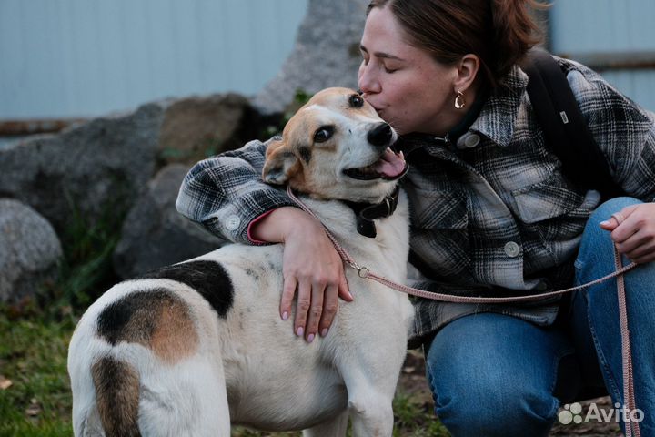 Небольшая собака в добрые руки