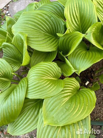 Хосты, разные