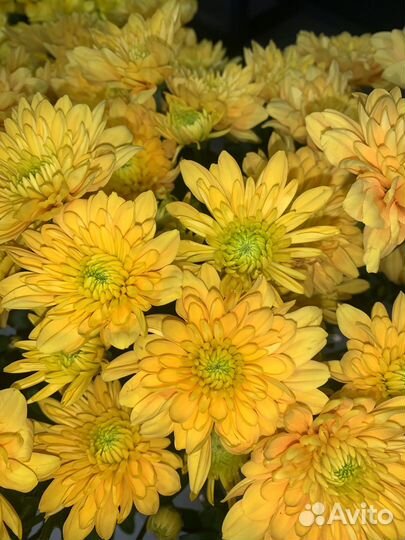 Хризантема кустовая, букет хризантем