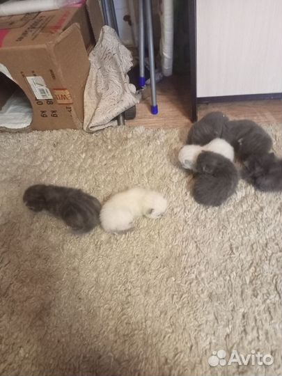 Шотландские котята