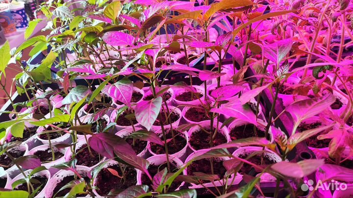 Рассада перца сладкого и горького