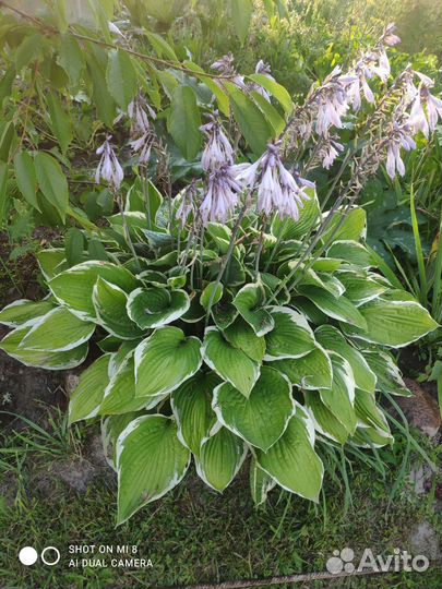 Садовые растения