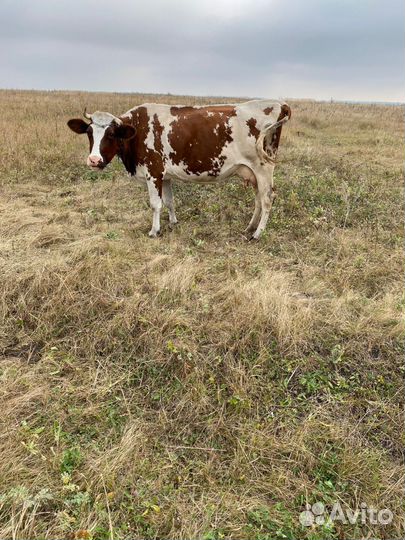 Корова дойная