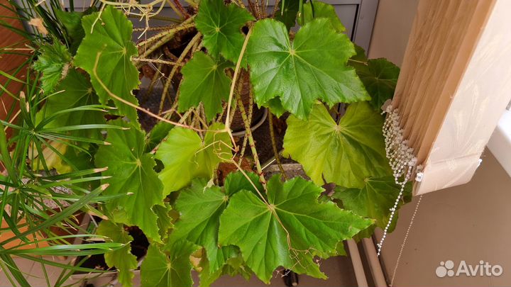 Бегония воротничковая