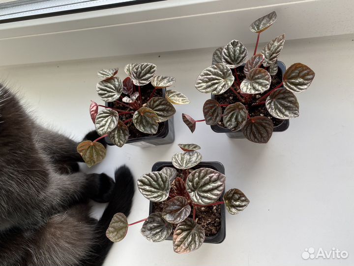 Комнатные цветы