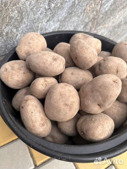 Картофель домашний