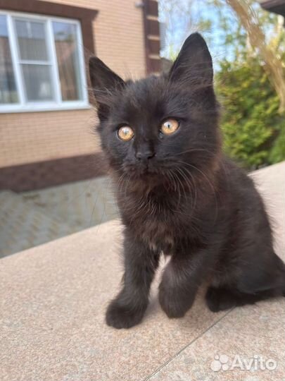 Котёнок