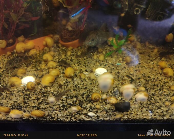 Улитки ампулярии