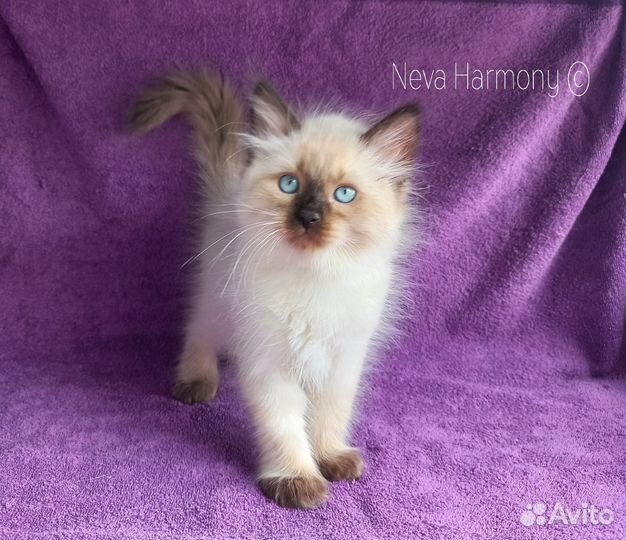 Сибирский котенок