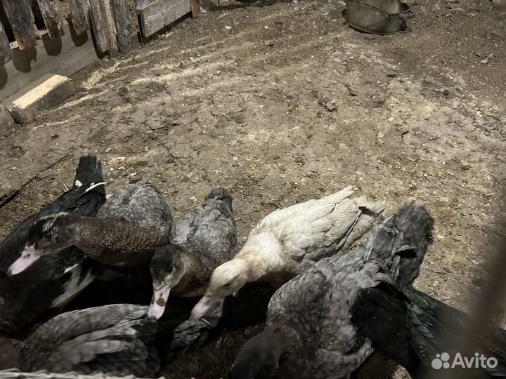 Мускусные утки