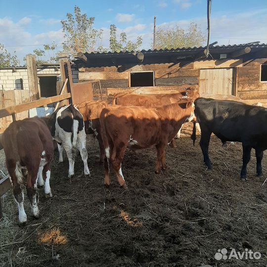 Бычки, тёлочки