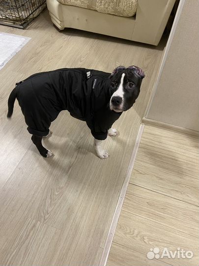 Одежда для средних собак