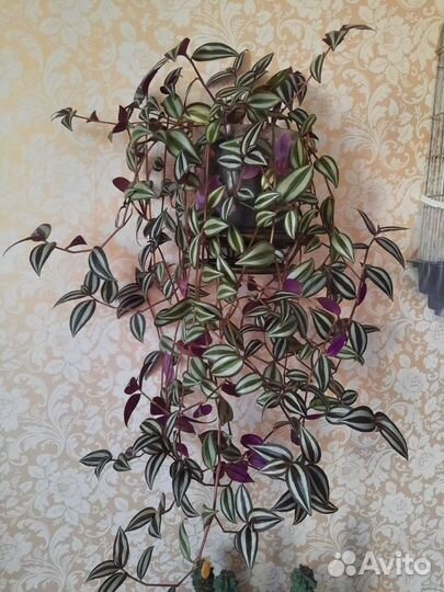 Педилантус и Традесканция,Антуриум