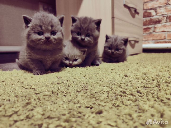 Британские котята