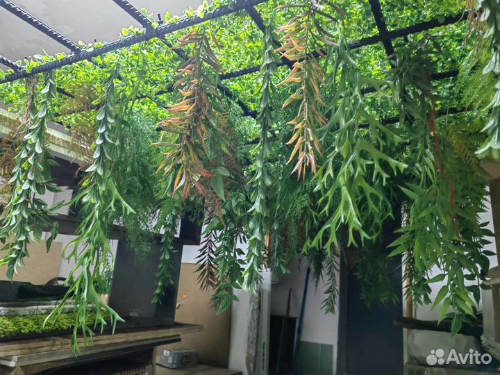 Растения для озеленения потолков, от