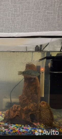 Аквариум