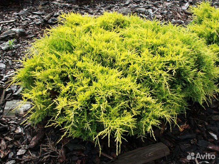 Можжевельник Блу чип и Олд голд