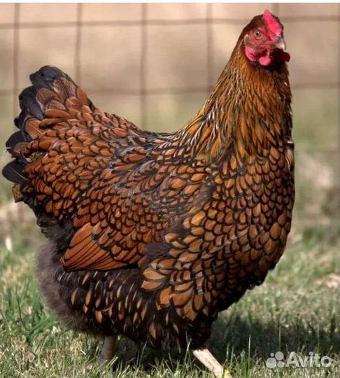 Утята (бройлерной утки)