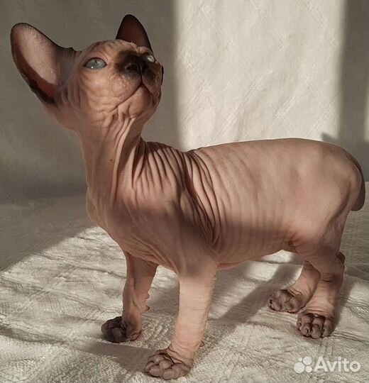 Канадский сфинкс котенок
