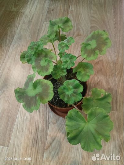 Пеларгонии сортовые