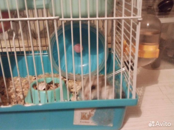 Джунгарский хомяк