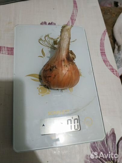 Лук семейный (шалот) несколько видов на семена