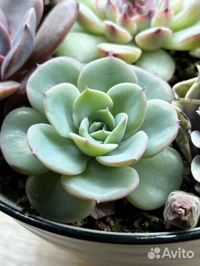 Домашние суккуленты