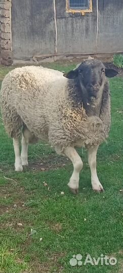 Овцы бараны дорпер
