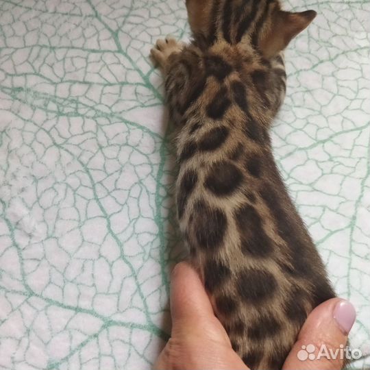 Бенгальские котята