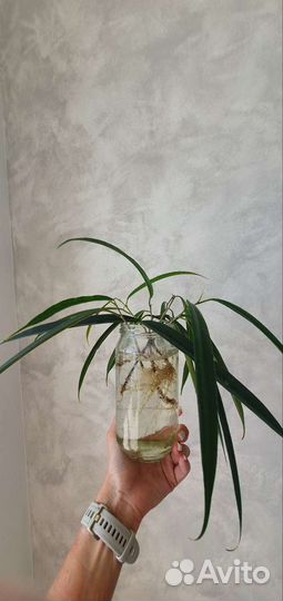 Фикус али (беннендийка)