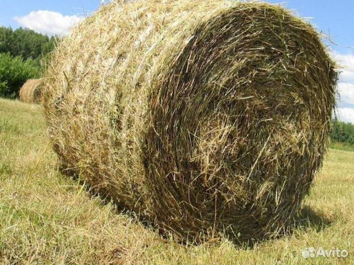 Сено в тюках