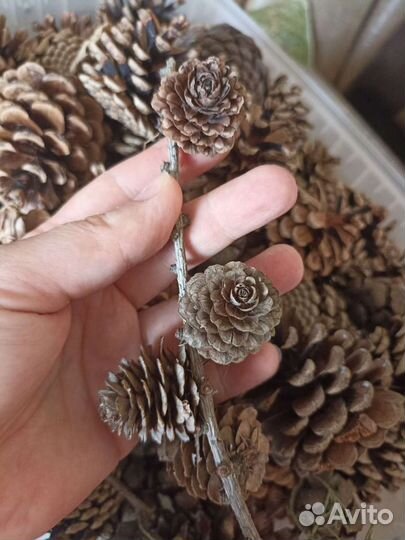 Шишки сосновые, еловые, кипарисовые