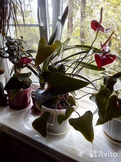 Комнатные домашние растения