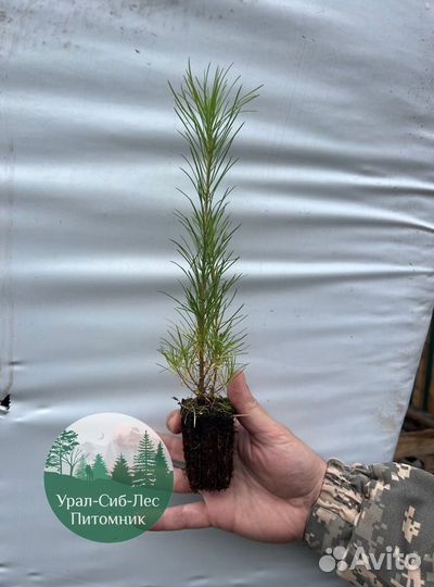 Сосна зкс окс сеянцы Ель Лиственница Голуб Горная