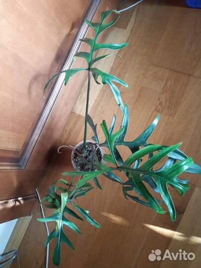 Филодендрон биллиетау кверцифолиум ринг оф файер