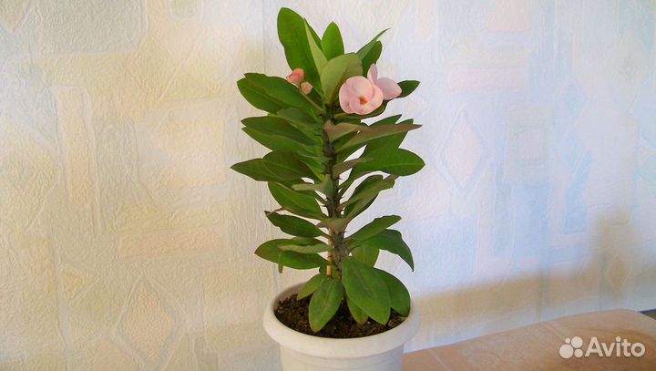 Молочай миля крупноцветковый