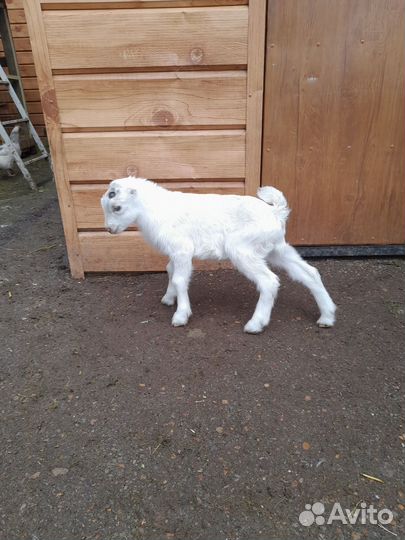 Козлята ламанча