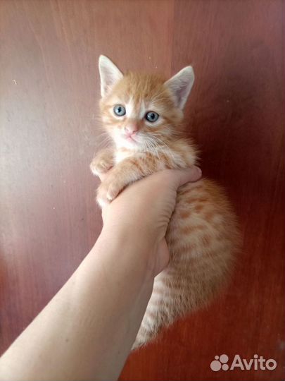 Котенок персиковый