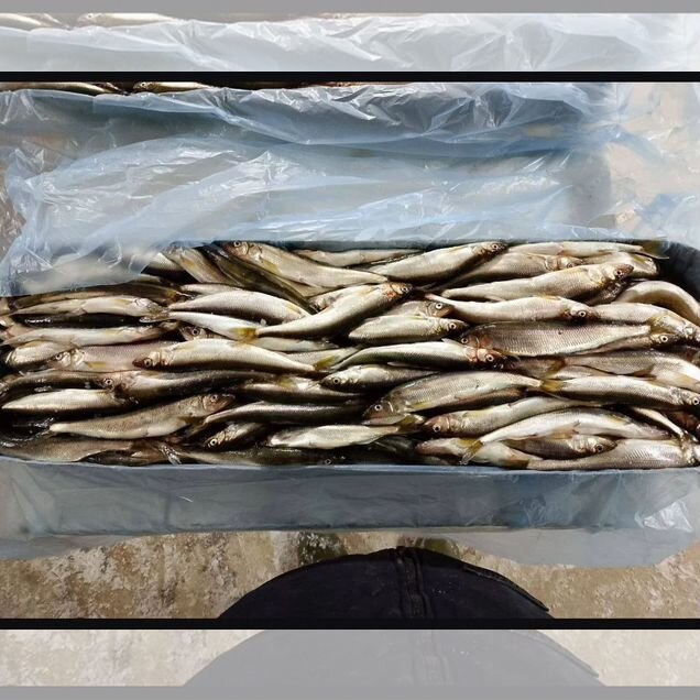 Корюшка свежемороженая