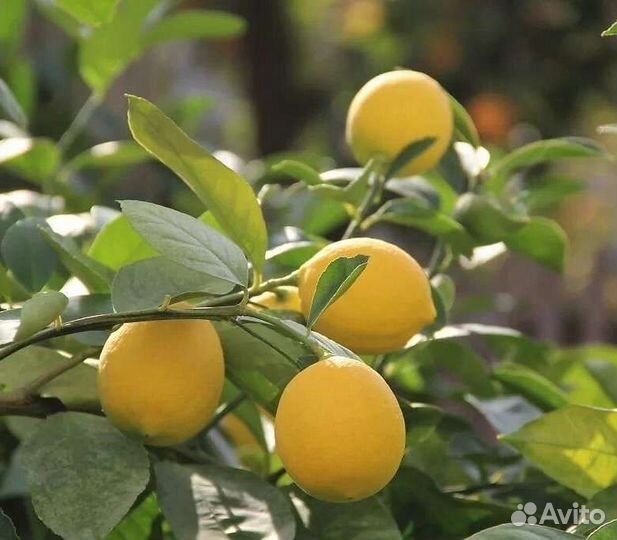 Пандероза. Лимоны. Лаймы